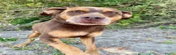 Meticcio cani in regalo: Everel: 12 anni, equilibrato e socievole  - Annuncio 4