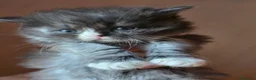 Siberiano gatti in vendita: Cuccioli di gatto siberiano - Annuncio 9