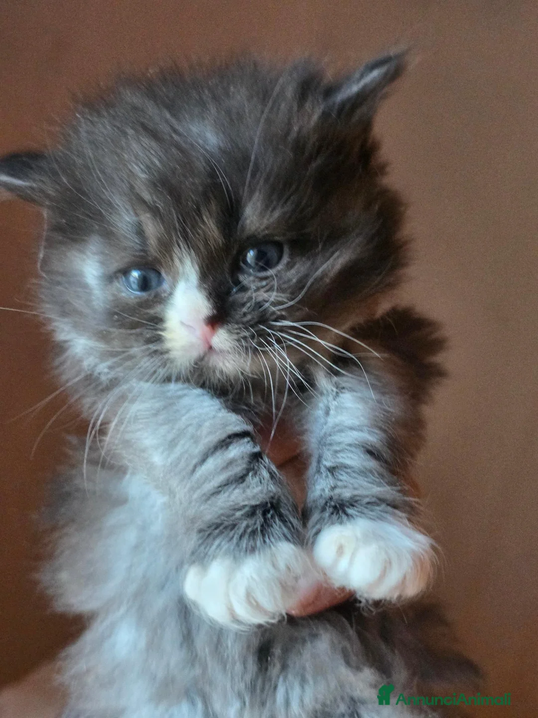 Siberiano gatti in vendita: Cuccioli di gatto siberiano - Annuncio 9
