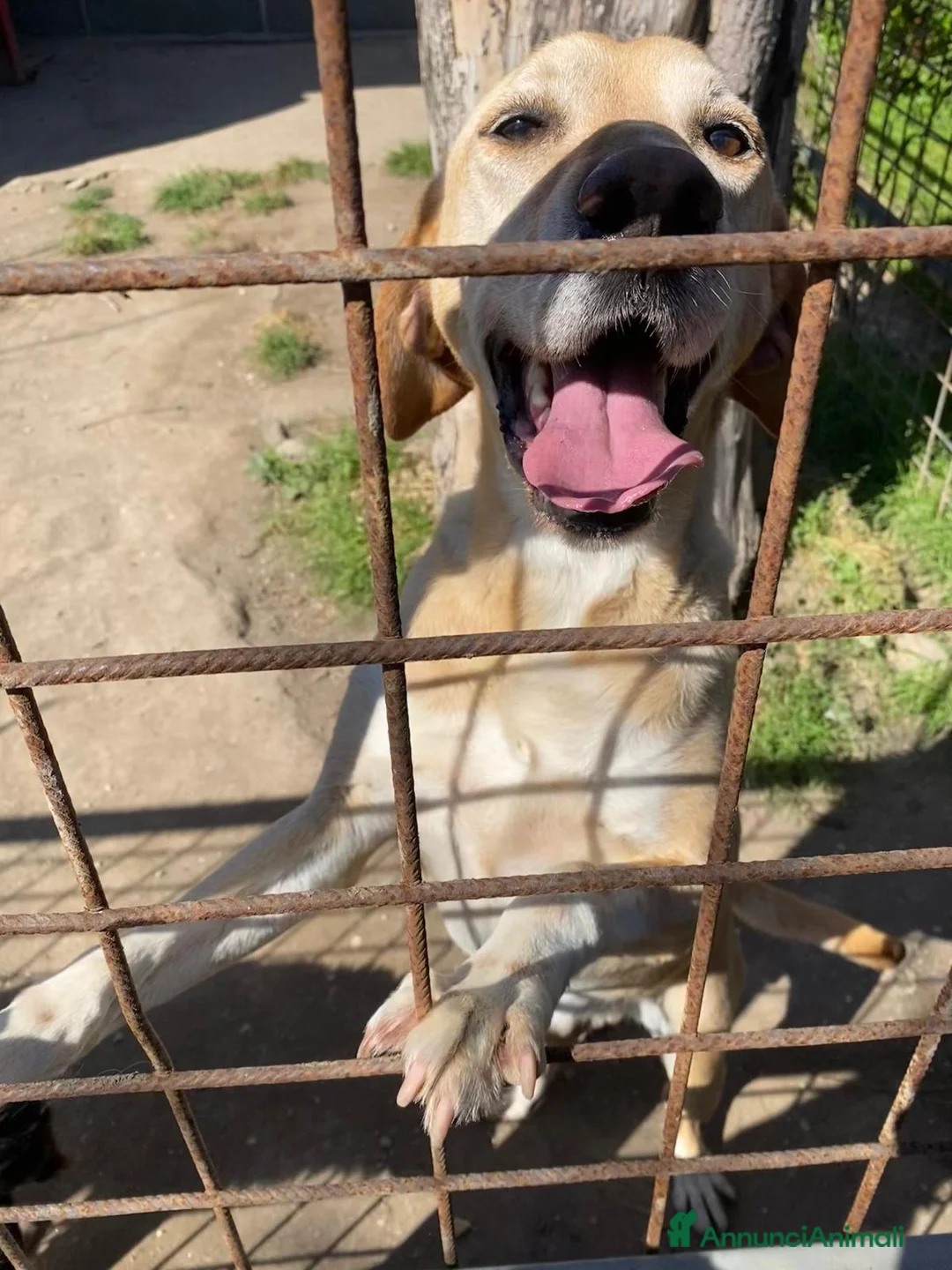 Meticcio cani in regalo: ORIONE: simil labrador infinitamente dolce  - Annuncio 7