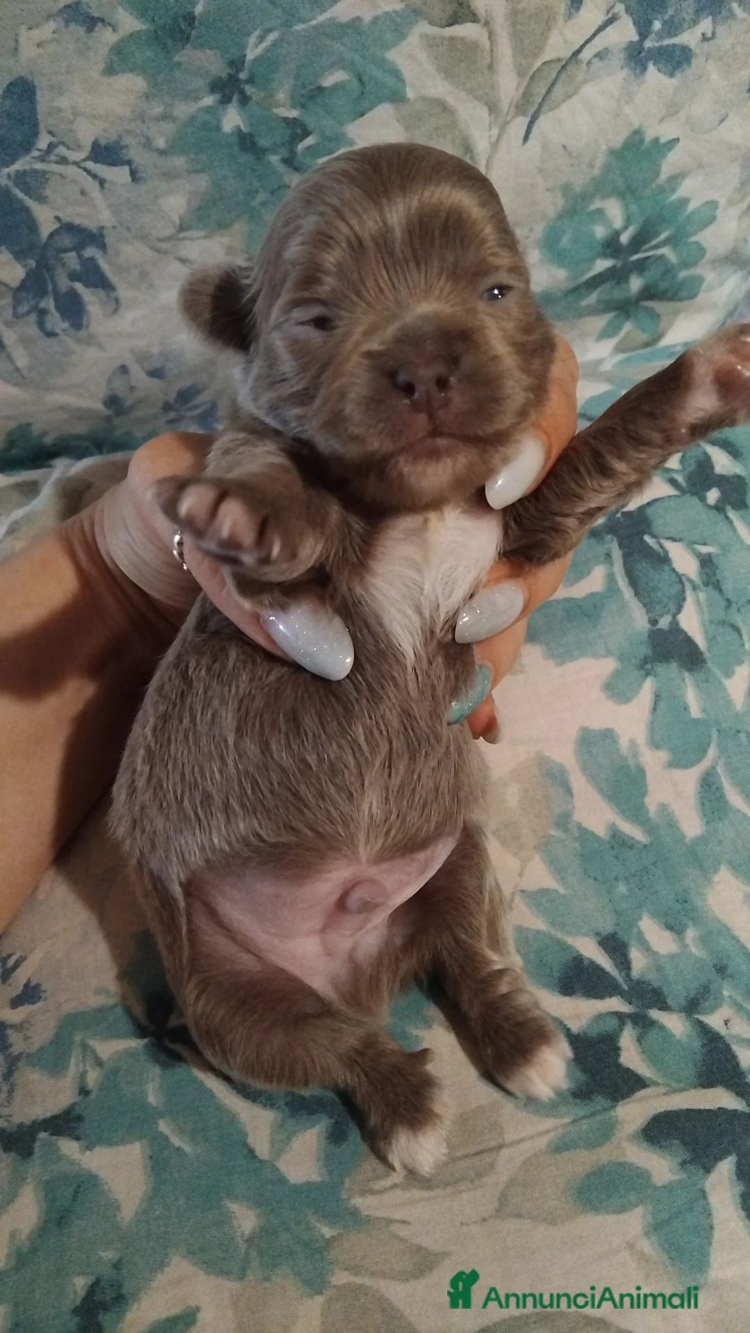 Chihuahua cani in vendita: Piccolini Chihuahua  - Annuncio 2