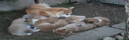 Akita Inu cani in vendita: CUCCIOLI DI AKITA LOMBARDIA  - Annuncio 6
