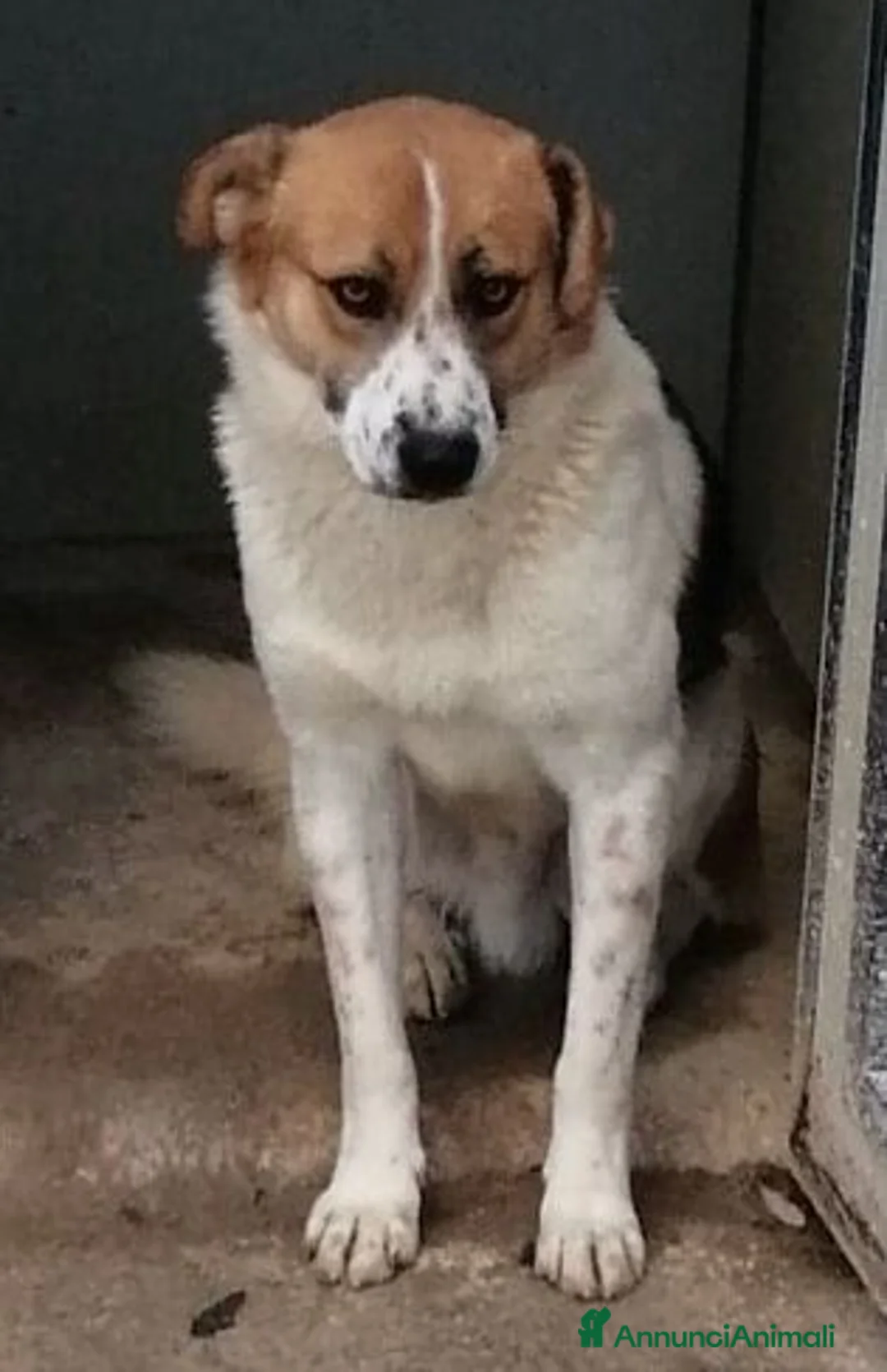 Meticcio cani in regalo: GERRY buono con tutti ama le coccole a Provincia di Macerata - Annuncio 2