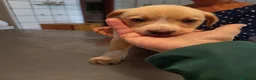 Meticcio cani in regalo: CUCCIOLI CERCANO CASA  - Annuncio 6