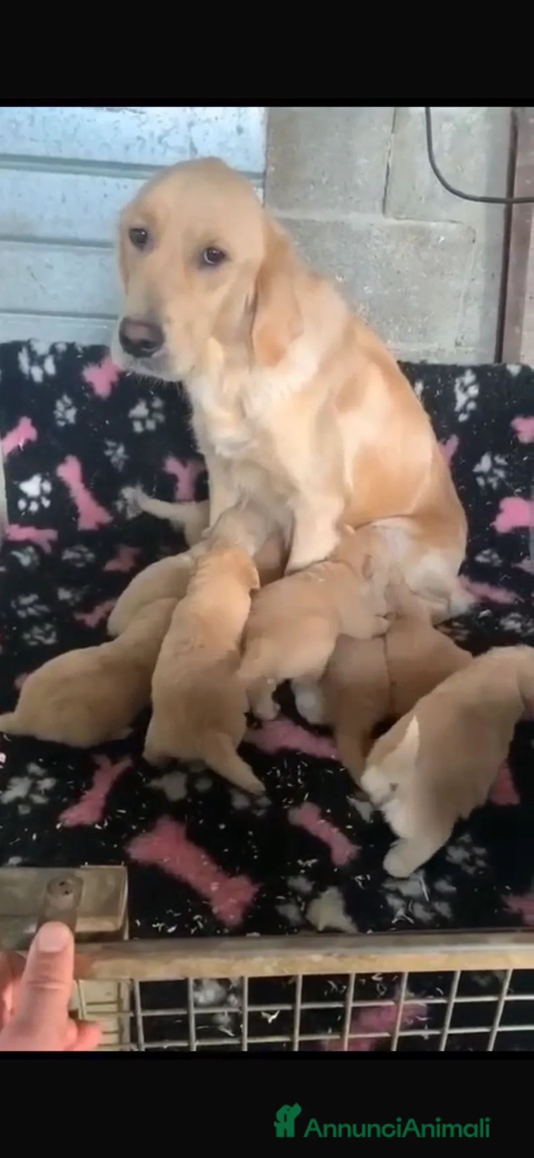Labrador cani in vendita: CUCCIOLO LABRADOR  - Annuncio 2