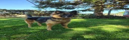 Meticcio cani in regalo: Ginevra, cane lupo in miniatura cerca famiglia  - Annuncio 3