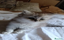 Persiano gatti in vendita: Gattini persiani normotipo Chinchilla  a Provincia di Modena - Immagine 13