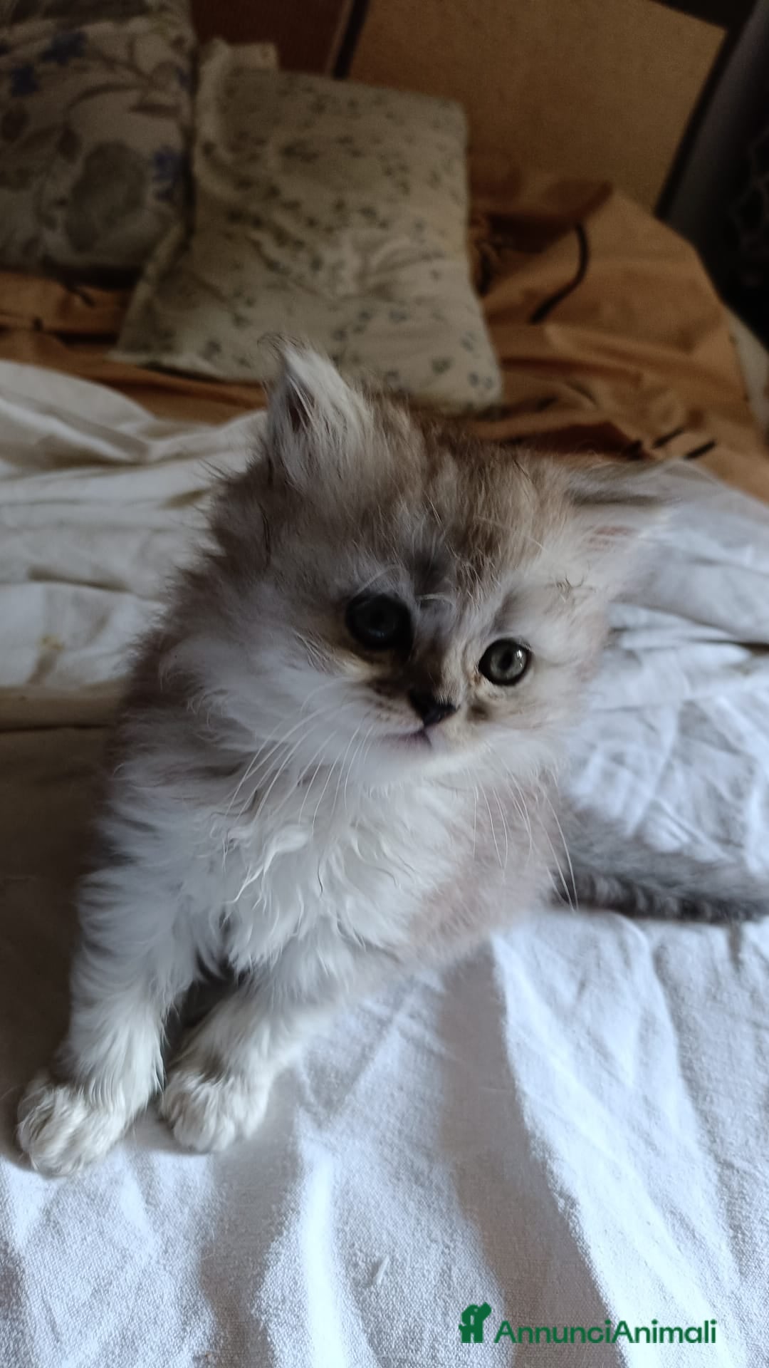 Persiano gatti in vendita: Gattini persiani normotipo Chinchilla  a Provincia di Modena - Immagine 13