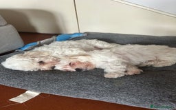 Bolognese cani in vendita: Cuccioli di Bolognese - Immagine 1
