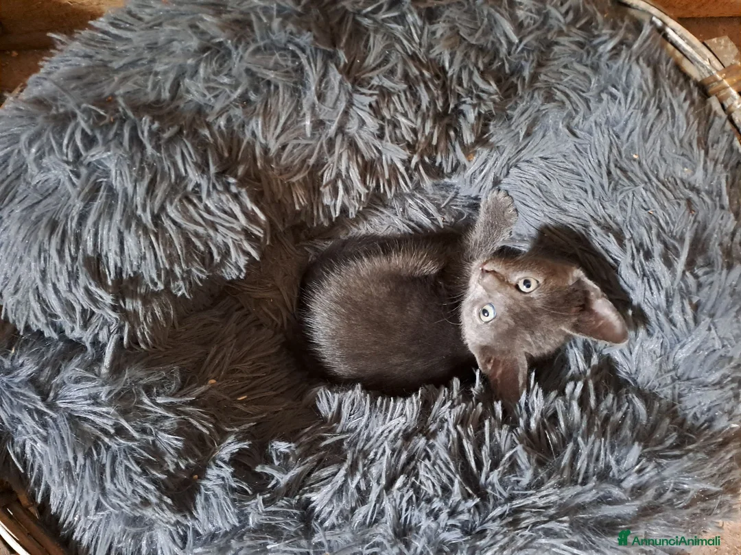 Altre razze gatti in regalo: Gattini cercano casa - Annuncio 2