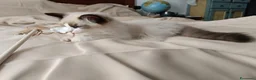 Ragdoll gatti in vendita: Ragdoll - Annuncio 4