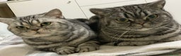 British gatti in vendita: British shorthair black silver tabby blotched  - Annuncio 6