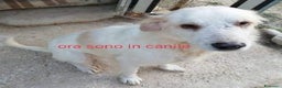 Meticcio cani in regalo: TEX dolcissimo e buono! - Annuncio 1