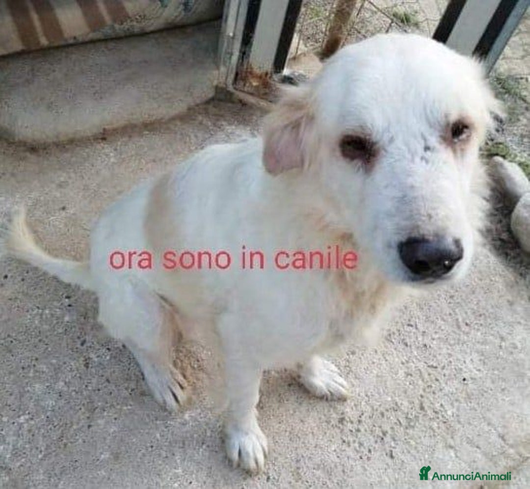 Meticcio cani in regalo: TEX dolcissimo e buono! - Annuncio 1