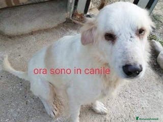 Meticcio cani TEX dolcissimo e buono! - Annuncio 4