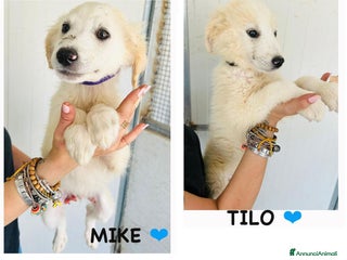 Altre razze cani mike e tilo - Annuncio 25