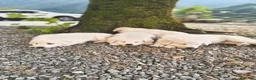 Pastore Svizzero cani in vendita: Vendita Pastore Svizzero Bianco - Annuncio 8