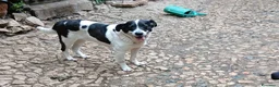 Meticcio cani in regalo: Coffee: super dolce, amico di tutti  - Annuncio 13