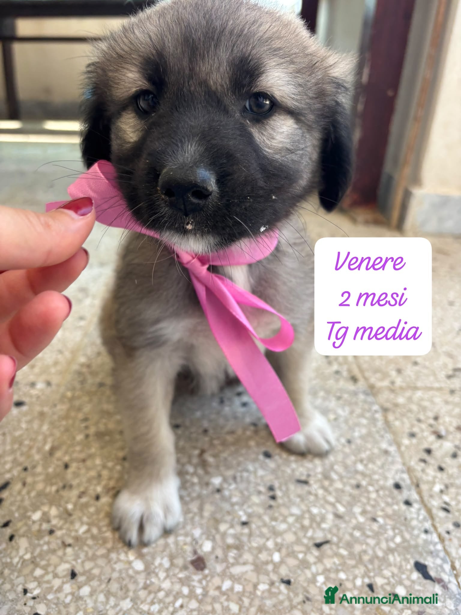 Meticcio cani Cuccioli, non hanno chiesto di nascere  - Annuncio 28