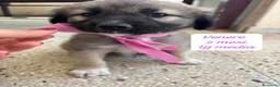 Meticcio cani in regalo: Cuccioli, non hanno chiesto di nascere  a Provincia di Brescia - Annuncio 1