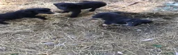 Pastore della Sila cani in vendita: Pastore della Sila  - Annuncio 6