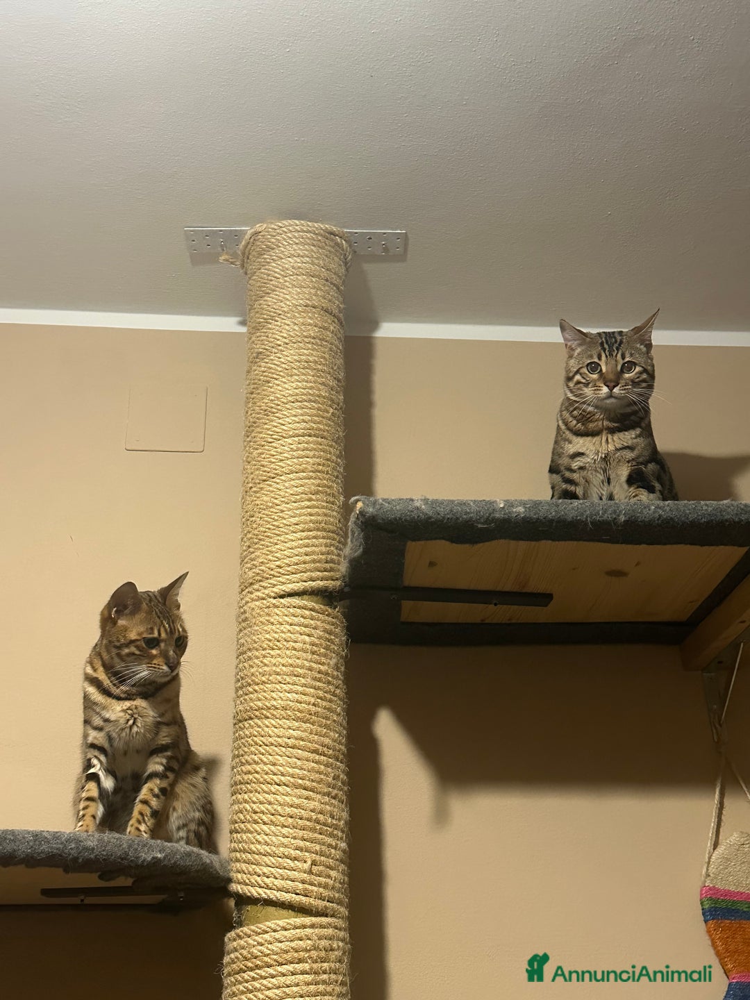 Bengala gatti per accoppiamento: Bengala maschietto per monta  - Annuncio 3