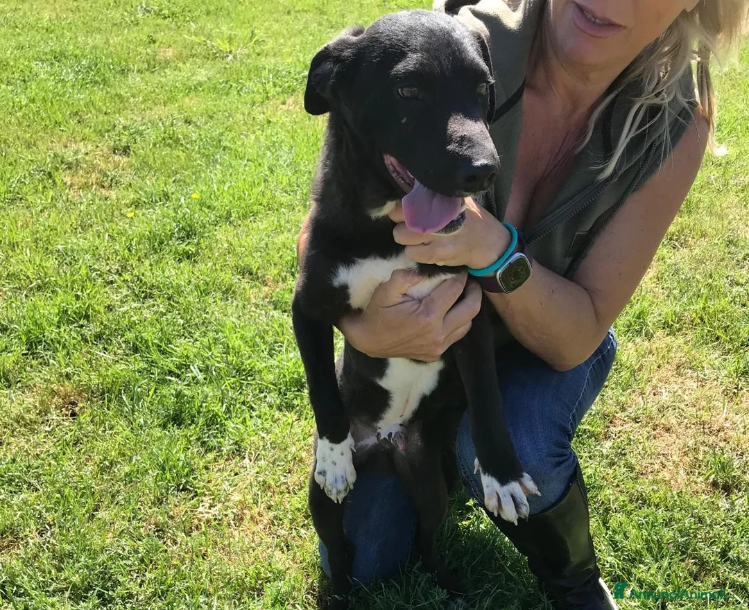 Meticcio cani in regalo: CALIMERO  cucciolo mix shar pei  a Provincia di Latina - Annuncio 3