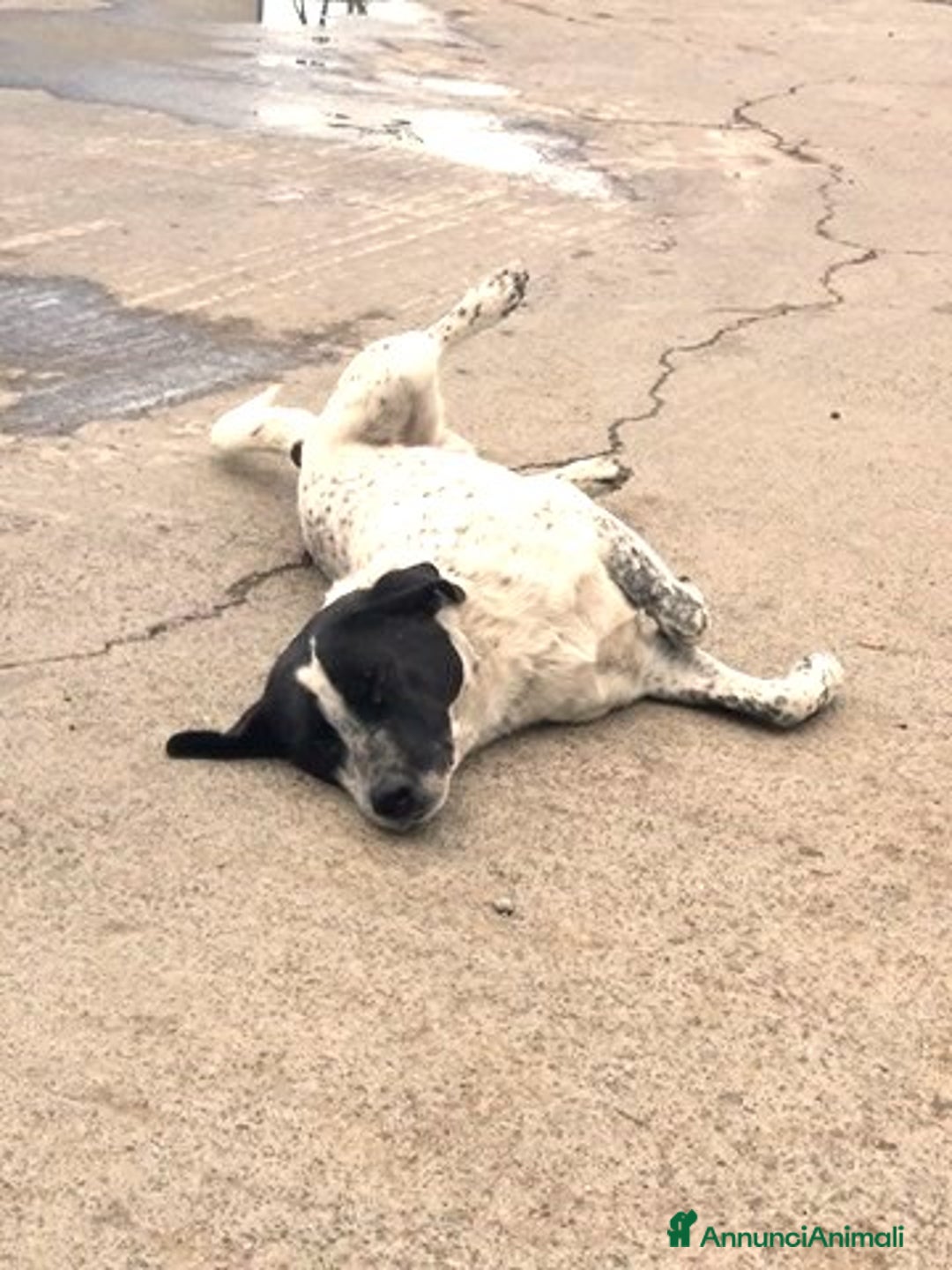 Meticcio cani in regalo: dolce tito in regalo a Città metropolitana di Catania - Annuncio 2