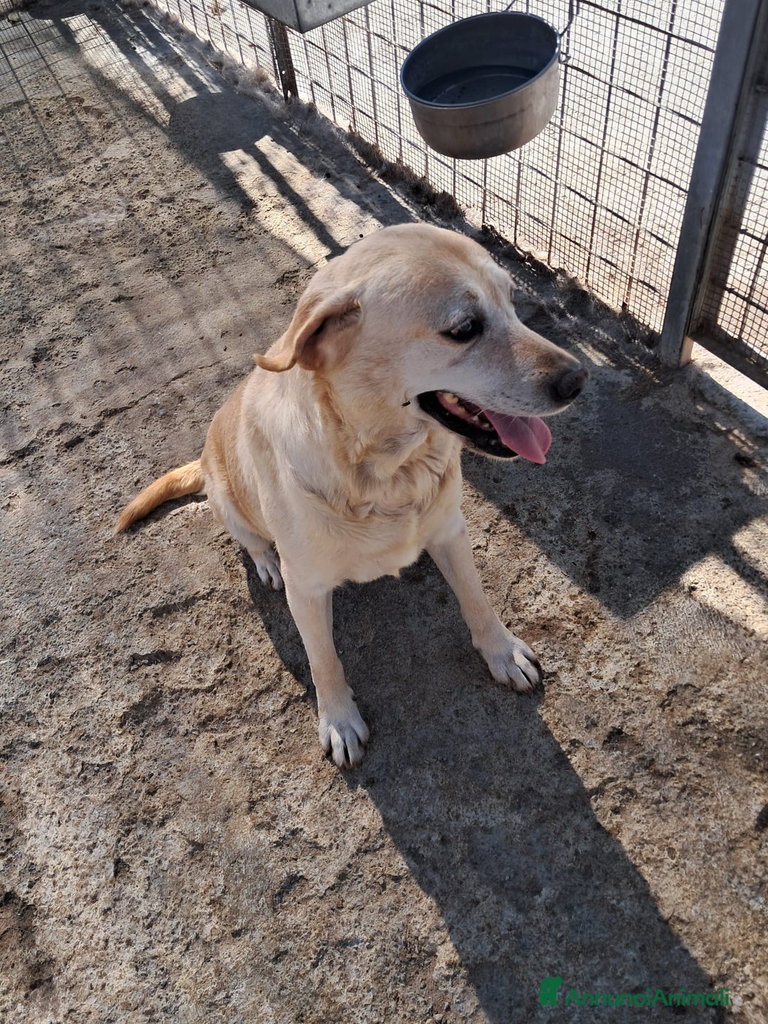 Altre razze cani in regalo: miele  - Annuncio 2