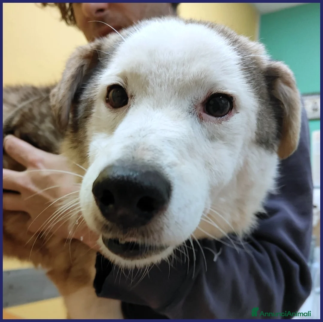 Meticcio cani in regalo: GENGIS CAN, TENERO NONNINO DI 12 ANNI TUTTI IN GAB a Città metropolitana di Milano - Annuncio 2