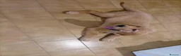 Golden Retriever cani in vendita: Cucciolo di Golden retriever di linea americana - Annuncio 5