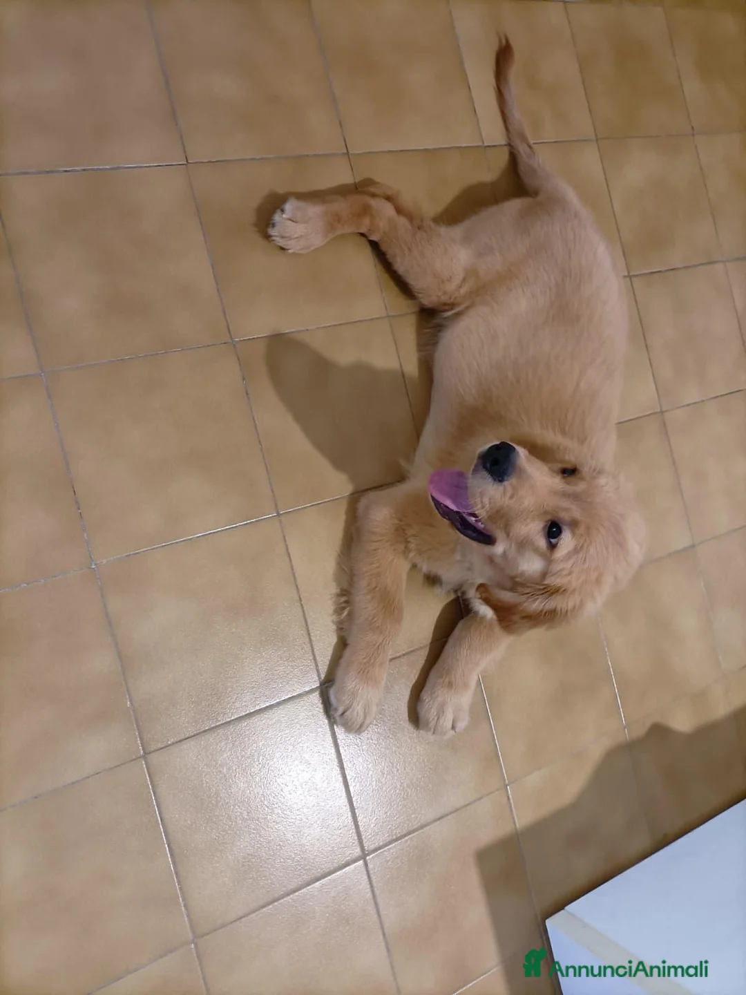 Golden Retriever cani in vendita: Cucciolo di Golden retriever di linea americana - Annuncio 5