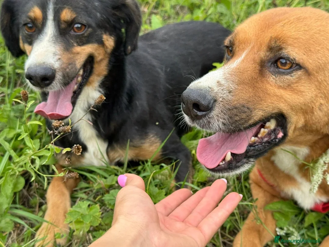 Meticcio cani in regalo: CHAD & CHARAPI, invisibili da troppo tempo! - Annuncio 3