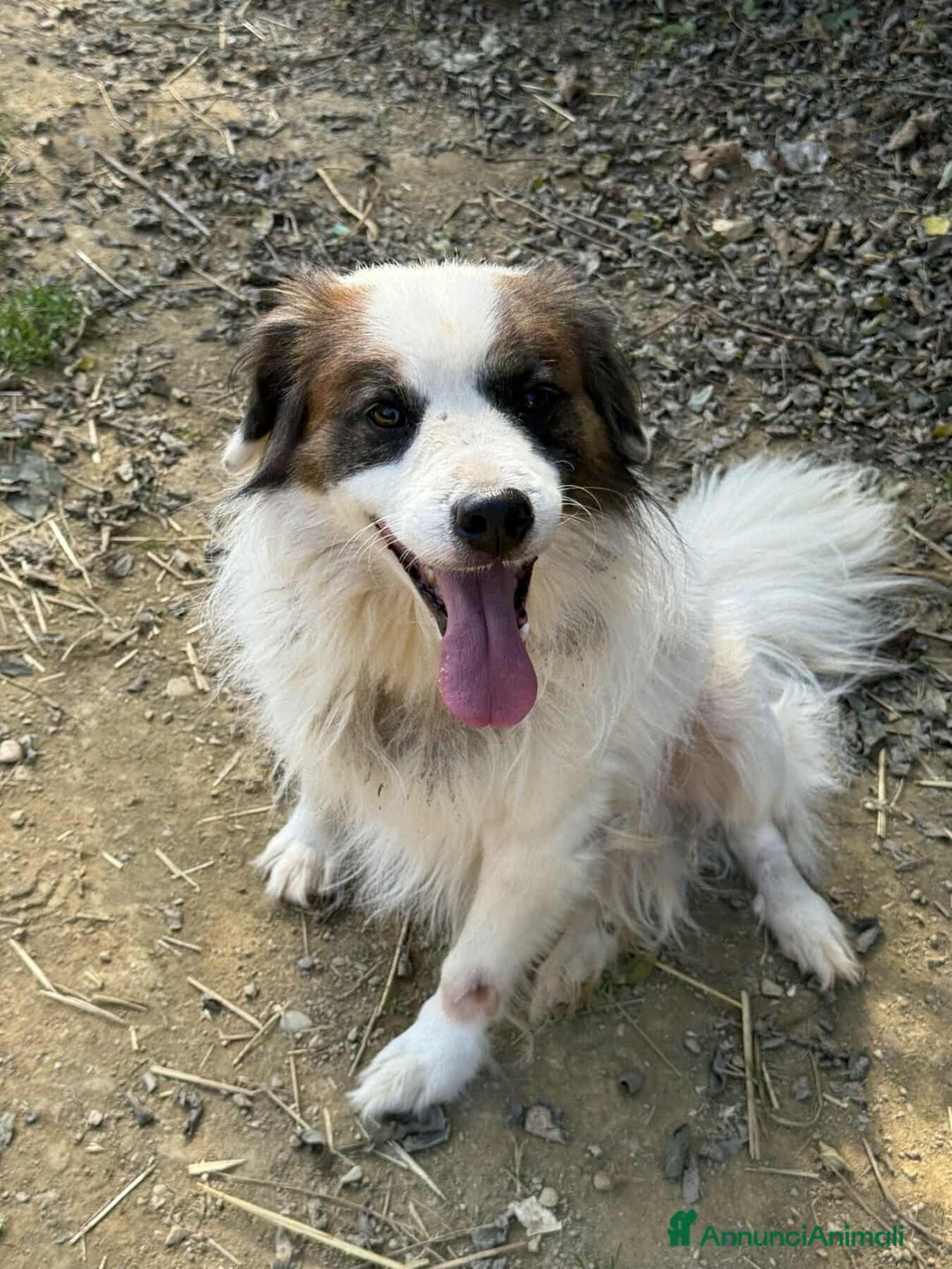 Meticcio cani in regalo: FLOCKY, in canile è TRISTISSIMO! - Annuncio 2