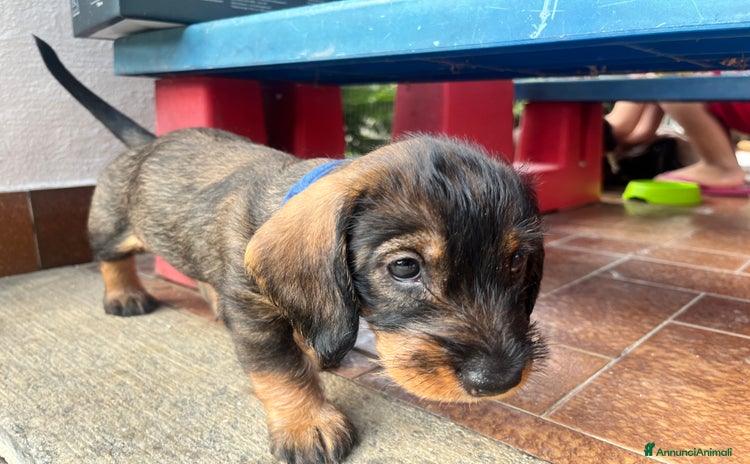 Bassotto cani a Provincia di Varese - Annuncio 18