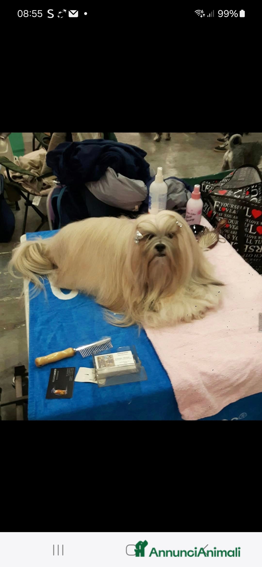Lhasa Apso cani in vendita: Bellissimi cuccioli di Lhasa Apso - Annuncio 3