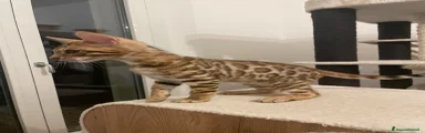 Bengala 1