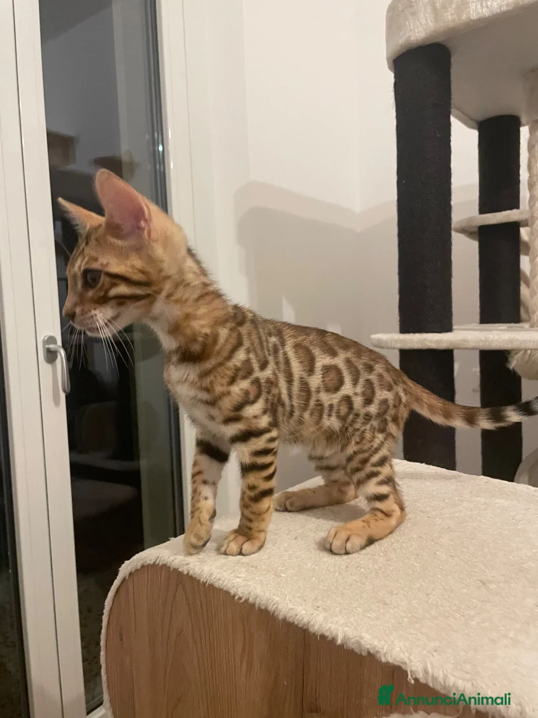 Bengala gatti in vendita: Cucciolo Bengala a Provincia di Arezzo - Annuncio 2