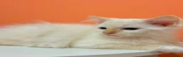 Ragdoll gatti in vendita: cucciolo ragdoll disponibile - Annuncio 6