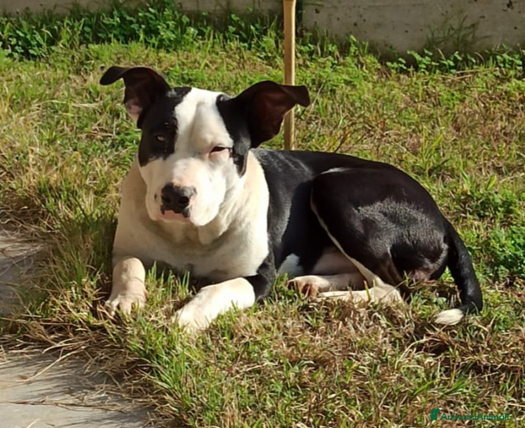 Pitbull cani in regalo: JACK ASPETTA UNA MAMMA  - Annuncio 3