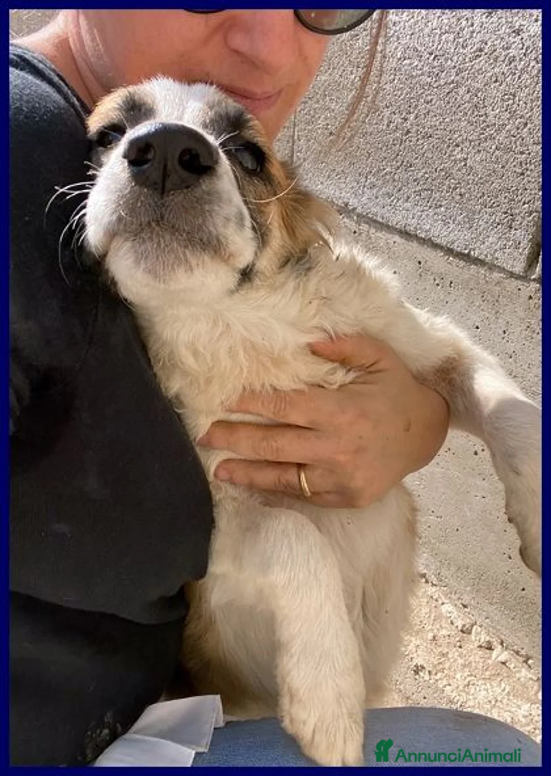 Meticcio cani in regalo: TESIS adorabile cicciotta - Annuncio 1