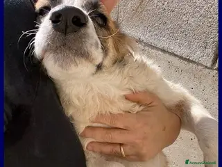 Meticcio cani TESIS adorabile cicciotta - Annuncio 32