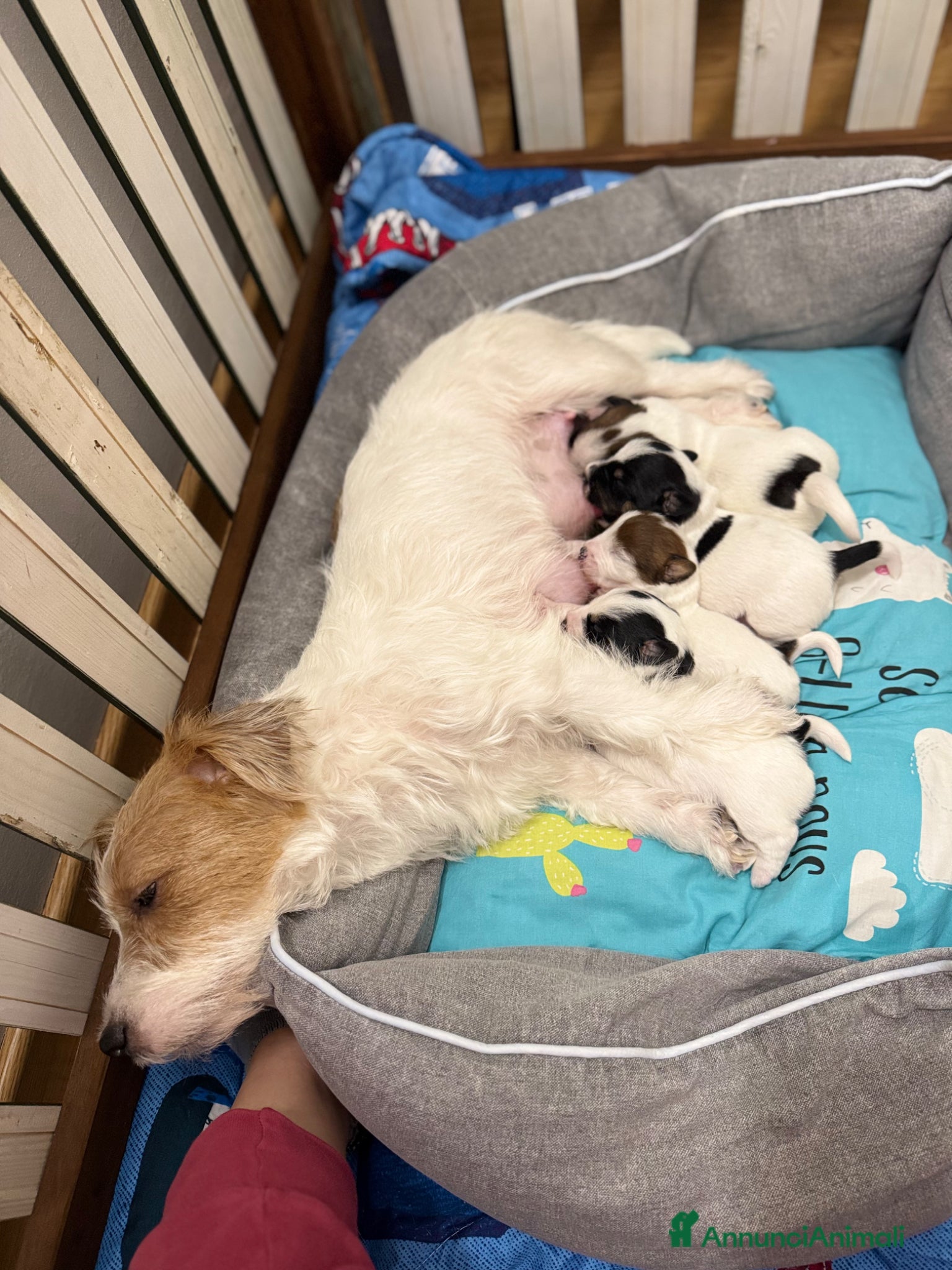 Jack Russell cani Cuccioli di JACK RUSSEL - Annuncio 30