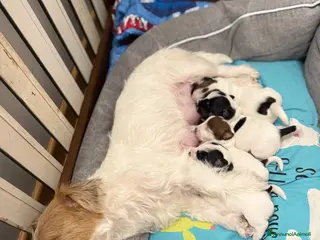 Jack Russell cani Cuccioli di JACK RUSSEL - Annuncio 30