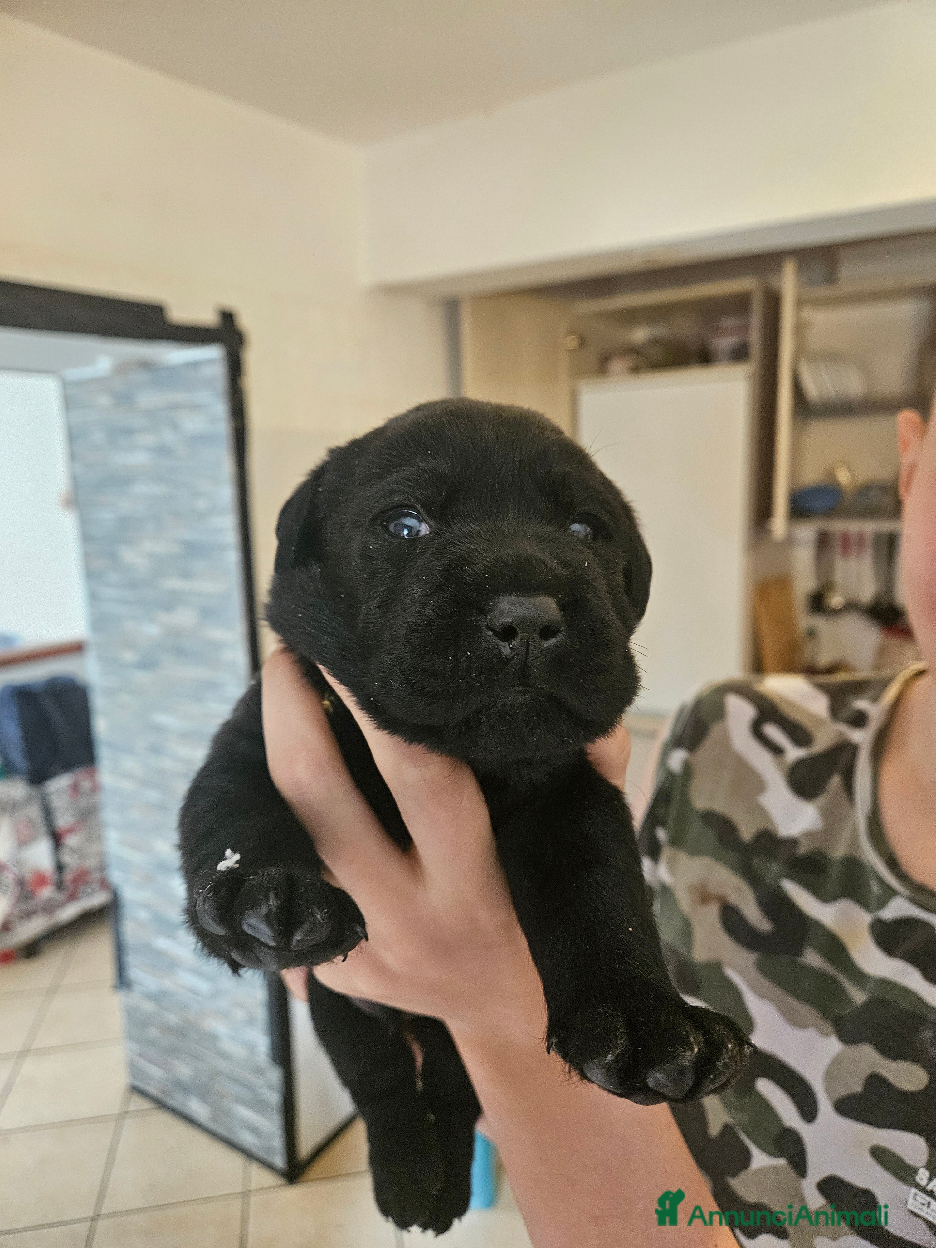 Labrador cani Cucciolo Labrador Retriever nero - Annuncio 1