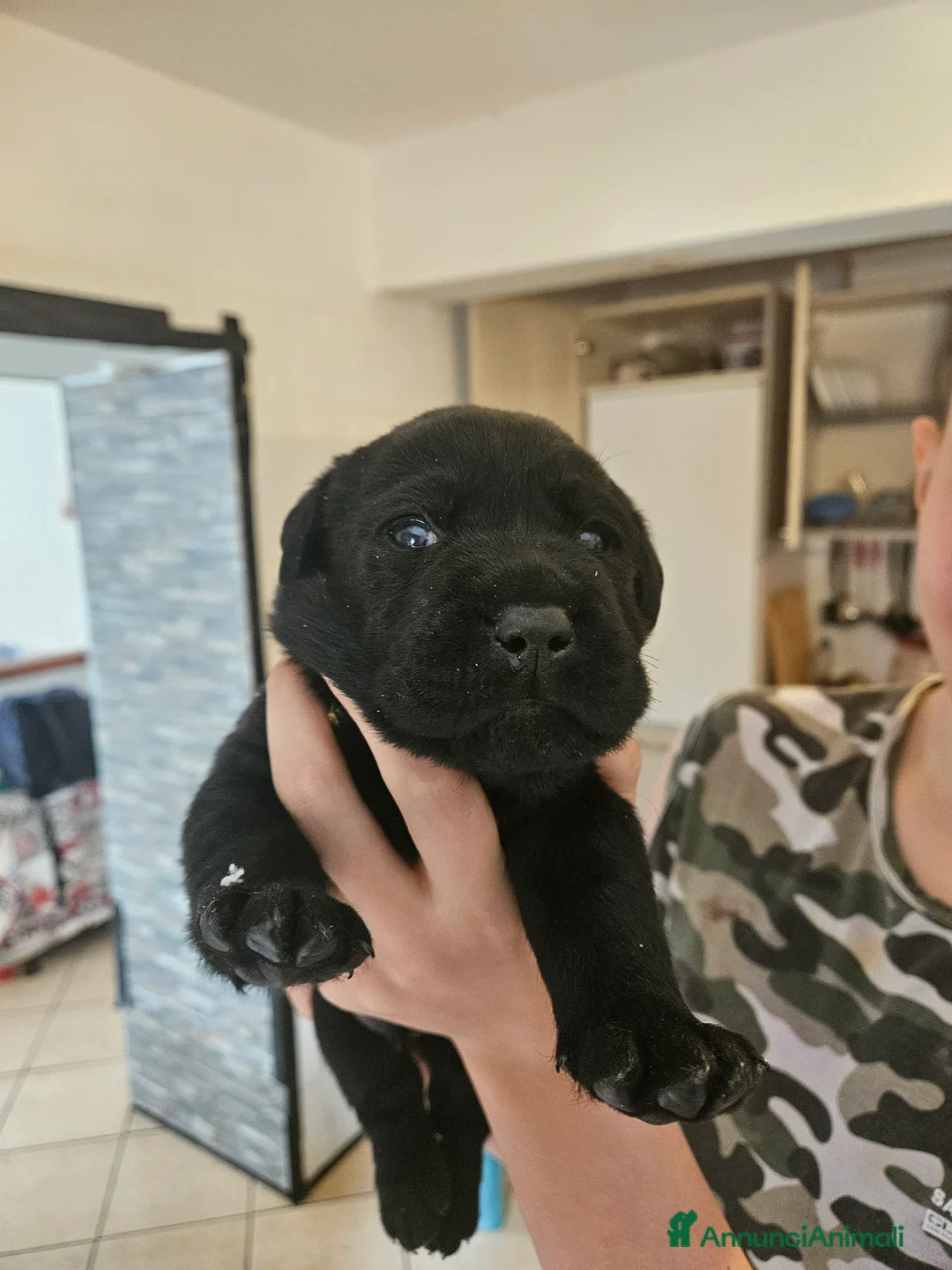 Labrador cani in vendita: Cucciolo Labrador Retriever nero - Annuncio 1