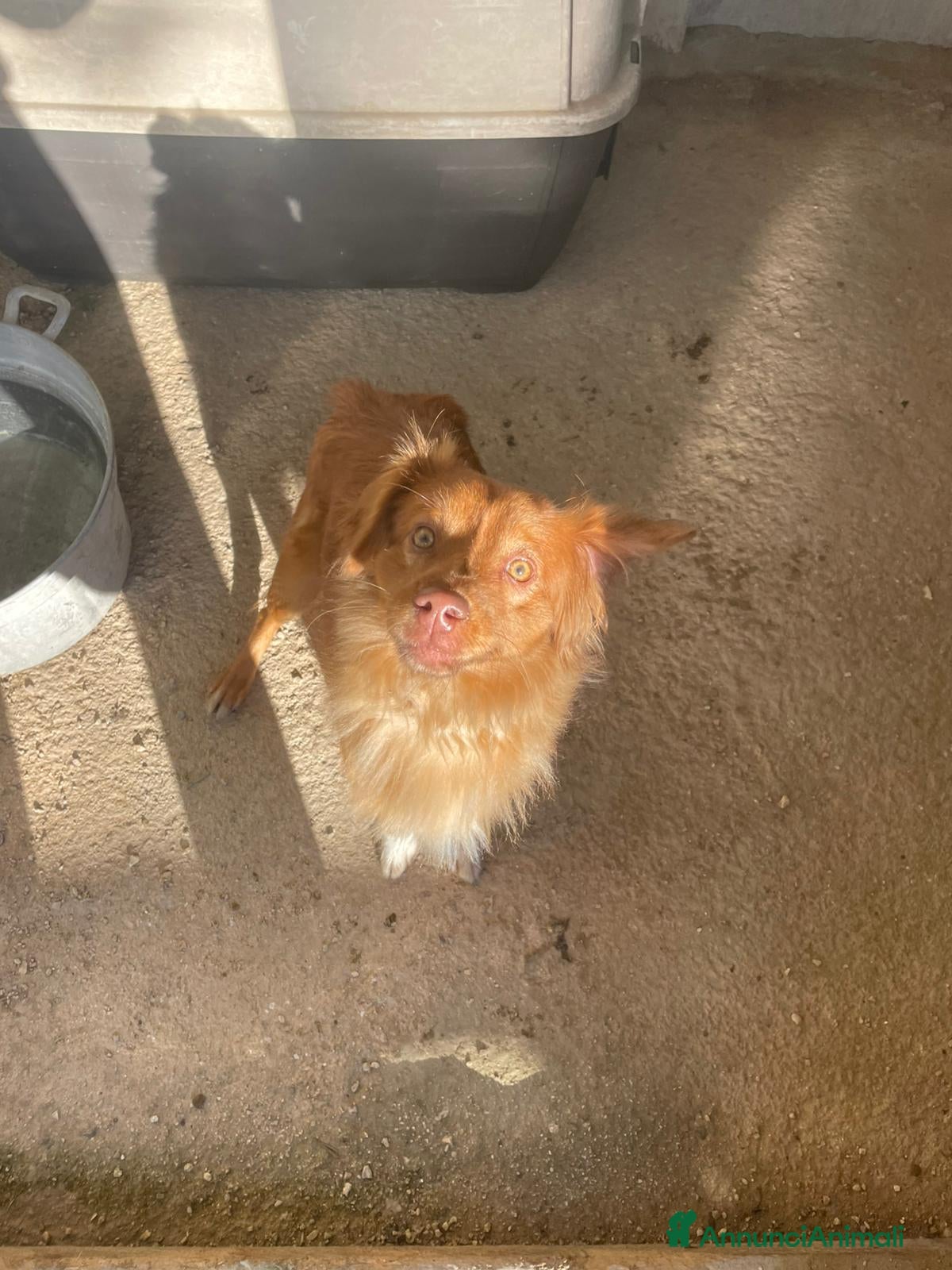 Meticcio cani MEMOLE - Annuncio 1