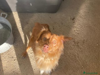 Meticcio cani MEMOLE - Annuncio 1