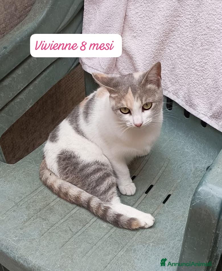 Europeo gatti S.o.s. gattini da salvare  - Annuncio 2