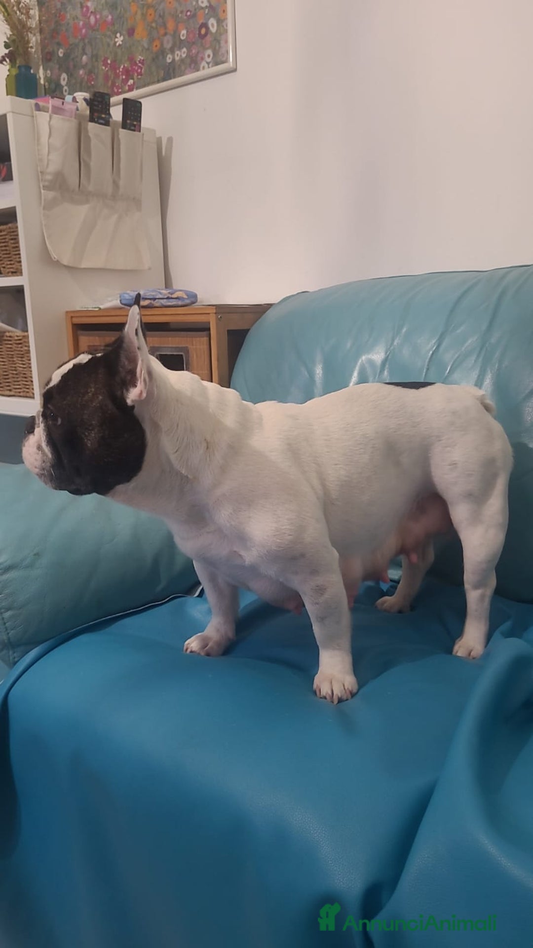 Bulldog Francese cani in vendita: cucciolo bulldog francese - Annuncio 8